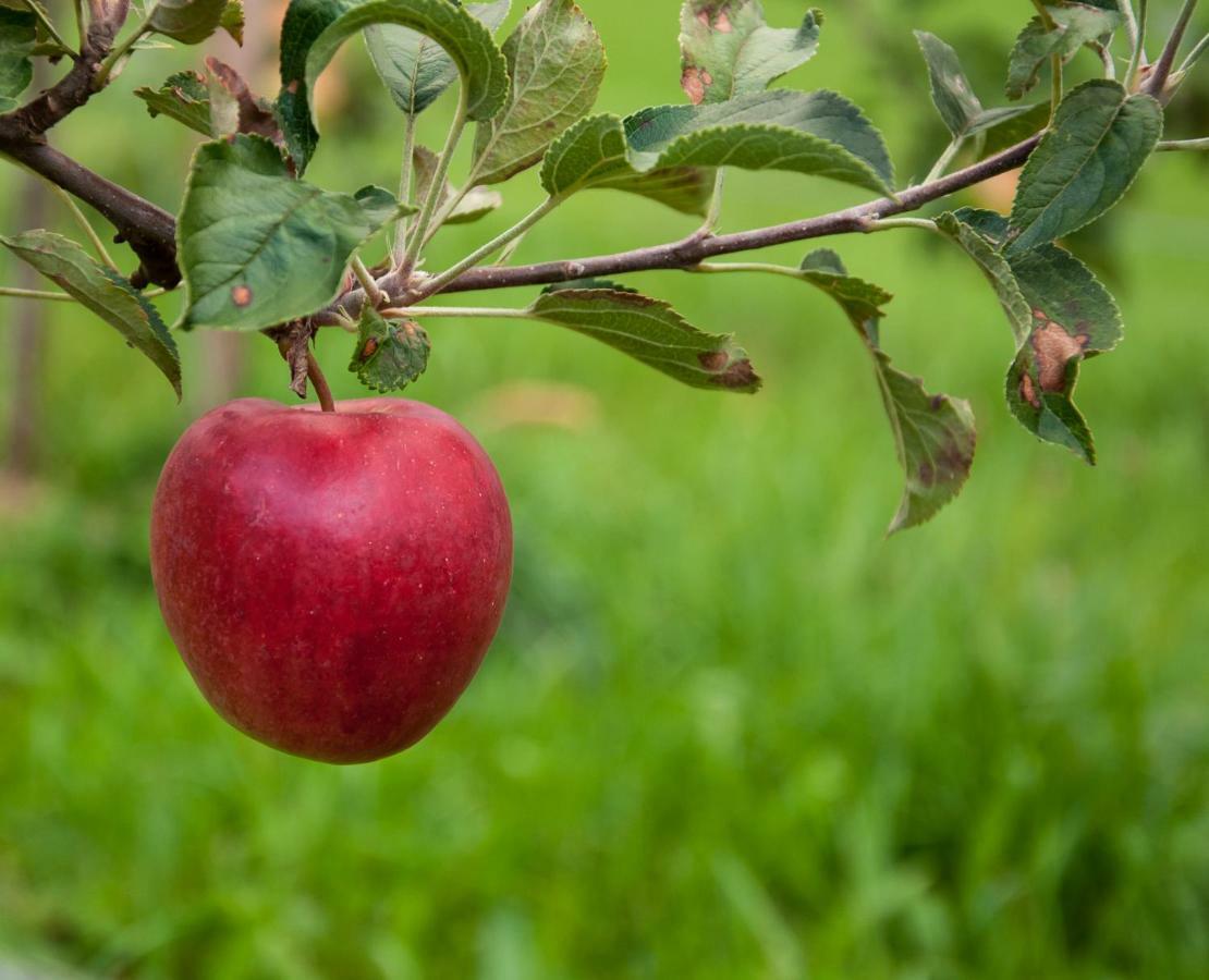 Ferien In Feld 109 Διαμέρισμα Langenegg Εξωτερικό φωτογραφία